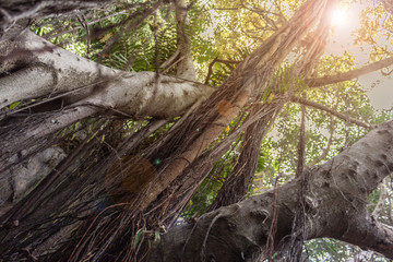 Fototapeta premium forest, trees aerial roots