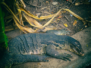 Closeup of wild water monitor (Varanus salvator).