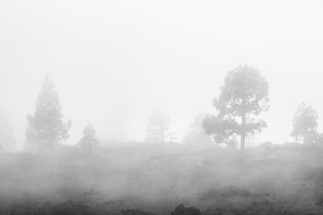 fog forest, trees disappearing in foggy landscape