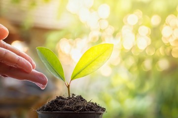 Close up of woman's hand nurturing and watering a young plants in the garden