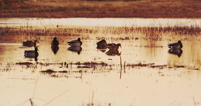 Mallards in Wetlands, Bosque del Apache Wildlife Refuge