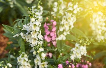 Beautiful flowers in the garden. Artificial light was added on the top right corner.