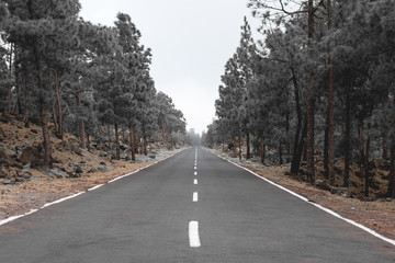  empty road through forest landscape
