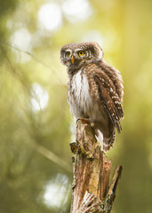 Eurasian pygmy owl (Glaucidium passerinum)