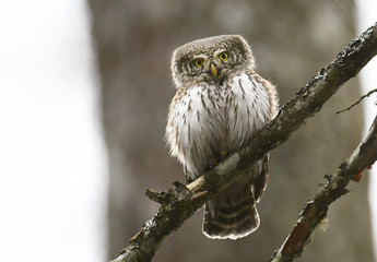 Eurasian pygmy owl (Glaucidium passerinum)