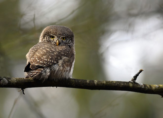 Eurasian pygmy owl (Glaucidium passerinum)
