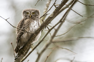 Eurasian pygmy owl (Glaucidium passerinum)