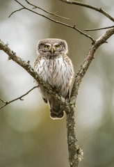Eurasian pygmy owl (Glaucidium passerinum)