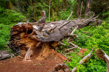 Fallen log, Olympic National Park