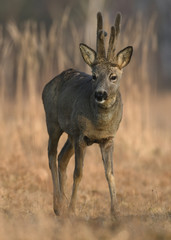 Roe deer
