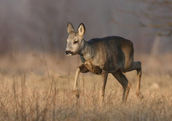 Roe deer