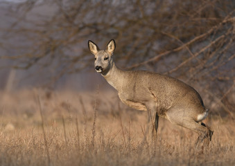 Roe deer
