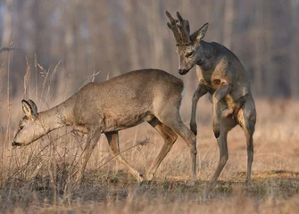 Deurstickers Roe deers © Piotr Krzeslak