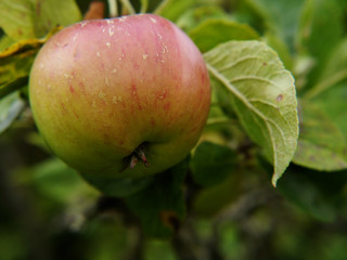 Ripening Apple on tree in a Lancashire Garden