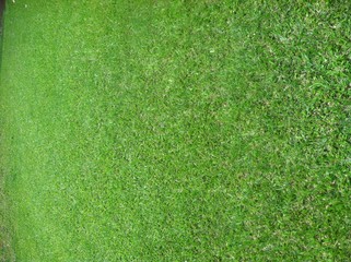 Fototapeta na wymiar Background, Fresh Green Grass 