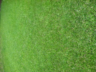 Fototapeta na wymiar Background, Fresh Green Grass 