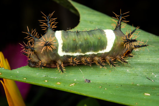 Oruga ensillada