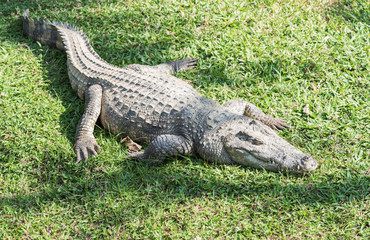 freshwater crocodile sleep on grass