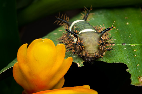 Oruga ensillada