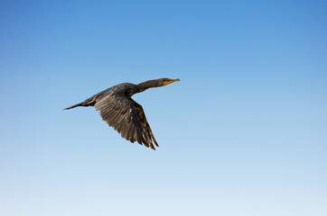 Double-crested Cormorant in flight