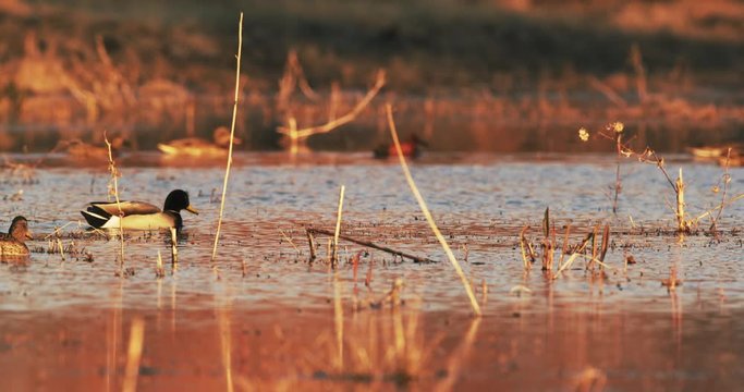 Group of Ducks Swim in Pond, Bosque del Apache Wildlife Refuge