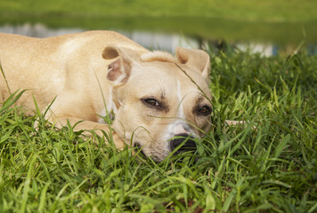 Hiding Hound