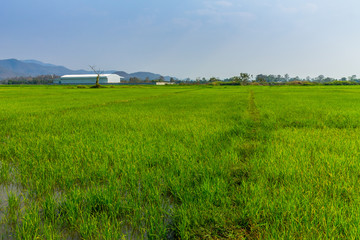 Obraz premium Thai agriculture