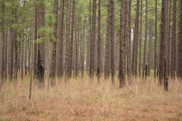 Obraz premium Pine Forest after a prescribed wildlife burn