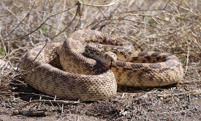 Bullsnake