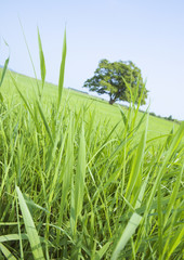 Fototapeta premium Grass