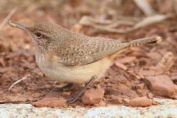 Rock Wren (Salpinctes obsoletus)