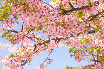 Fototapety  桜