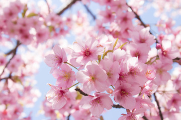 Fototapeta premium 桜