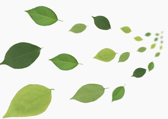Green leaf image