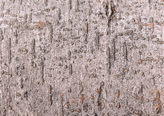 Bark