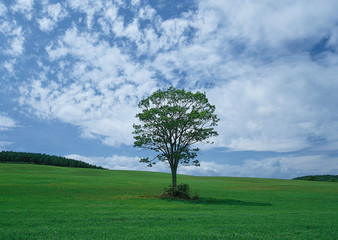Fototapeta na wymiar Grassy Plain and Tree
