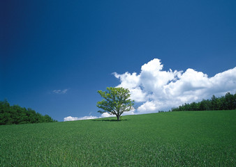 Grassy Plain and Tree