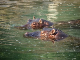 Hippos