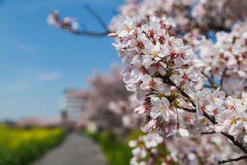 banqute of sakura blooming