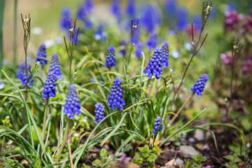 Muscari flower in spring of japan