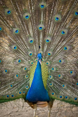 Fototapeta premium Image of a peacock showing its beautiful feathers. wild animals.