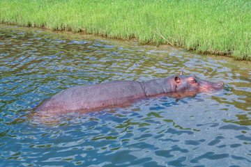 Fototapeta premium The Big Brown Behemoth (Hippopotamus amphibius) in water, Botswana