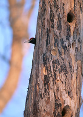 Black Woodpecker