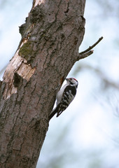 Fototapeta premium Bird
