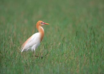 Cattle Egret