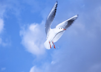 Black-headed Gull