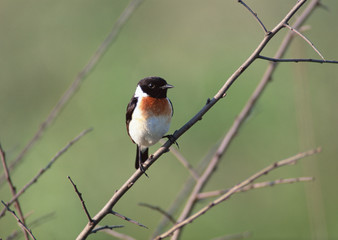 Stonechat