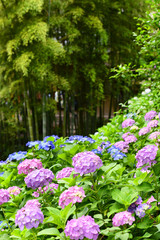 Obraz premium 紫陽花と竹林