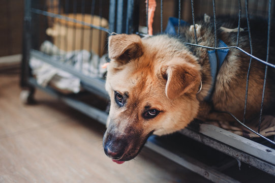 Dog in veterinary clinic tired of being in a cage