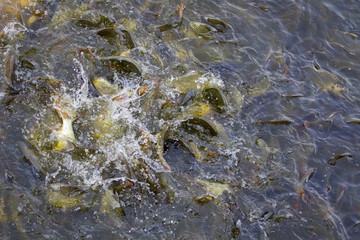 Image of a fish herd in the water(Java barb, Silver barb). Aquatic animals